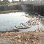 Natomas Main Drainage Canal – Sacramento, CA 2004