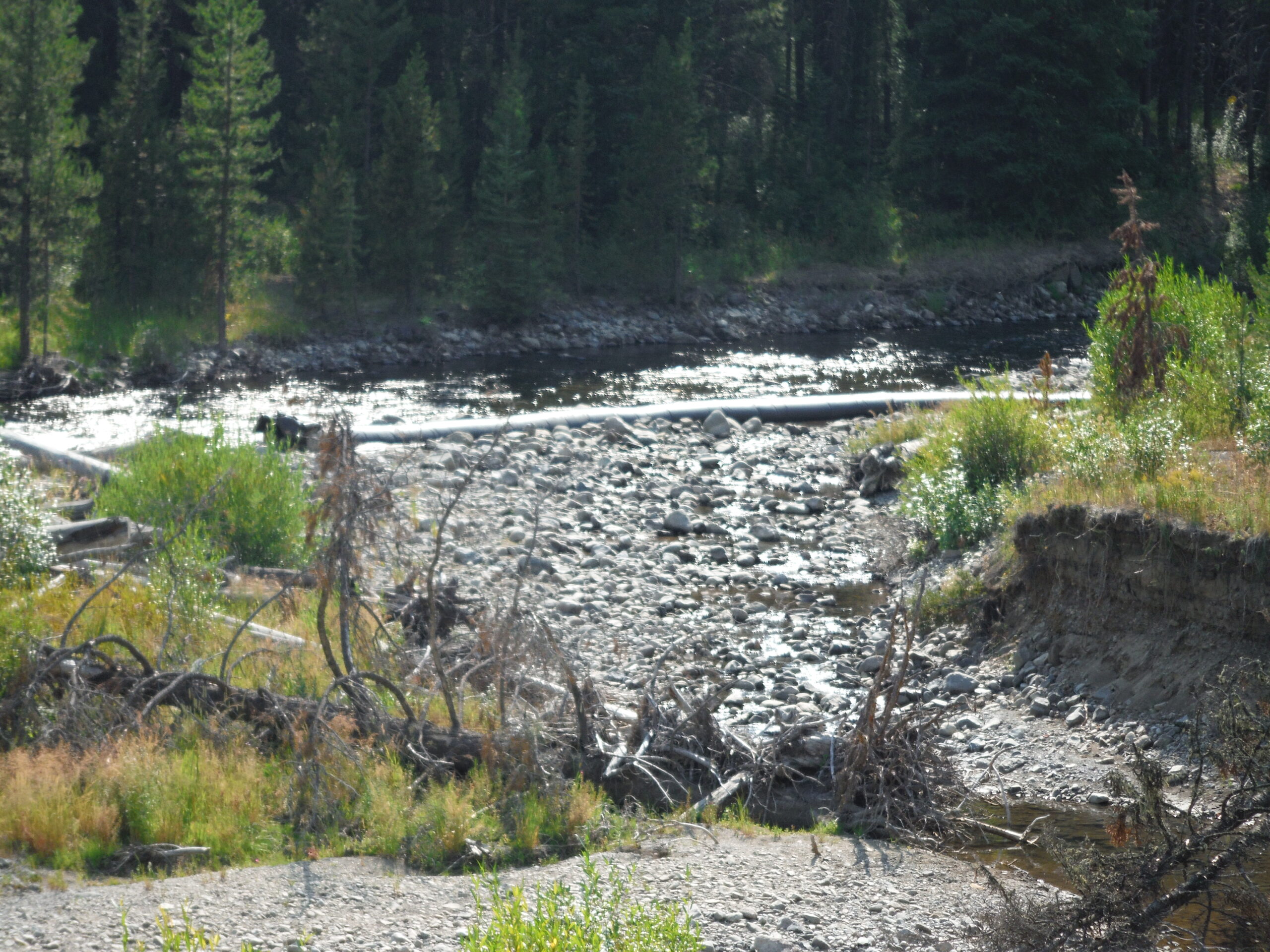 Shoshone River – Cody, WY 2013